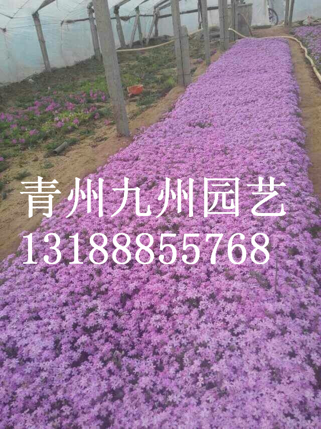 【問一問】芝櫻花種植哪里有？【芝櫻花批發價格咋樣？】