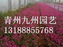 xjb高的薰衣草種子就在青州九州園藝——成活率高的薰衣草種子