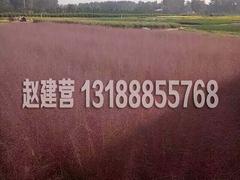 哪里能買到成活率高的芝櫻：種植叢生福祿考