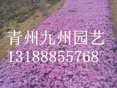 【GOOD】粉黛亂子草@粉黛亂子草批發價格@粉黛亂子草種植