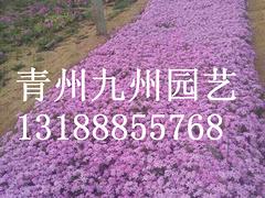 芝櫻上哪買好——芝櫻種苗