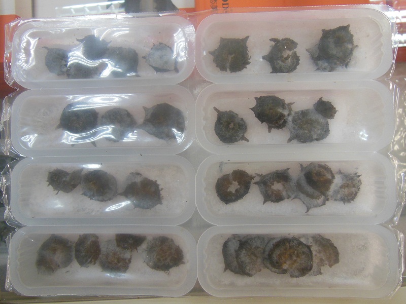 來綠芝野海參，買優(yōu)惠的半干海參_劃算的遼參拉缸鹽