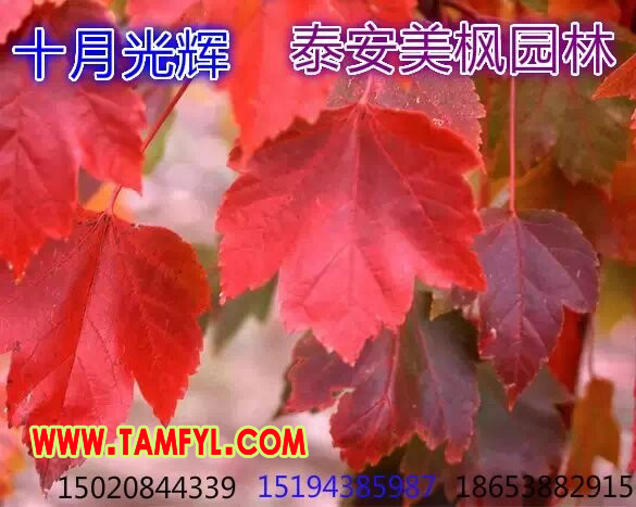 紅楓批發(fā)：{yx}的十月光輝紅楓提供商，當(dāng)屬美楓園林