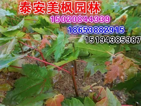 山東價格合理的1-6公分紅點紅楓小苗基地批發