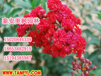 山東哪里有4公分國(guó)旗紅紫薇_大量出售4公分國(guó)旗紅紫薇小苗