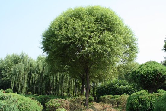 饅頭柳樹價格超低，專業(yè)饅頭柳樹市場價格情況