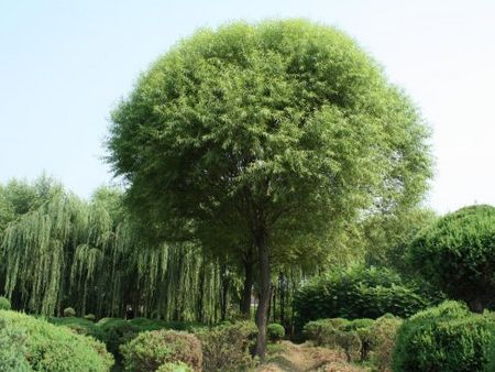 想要易種植的品質優良的垂柳就來騰達柳樹基地：【供應】垂柳