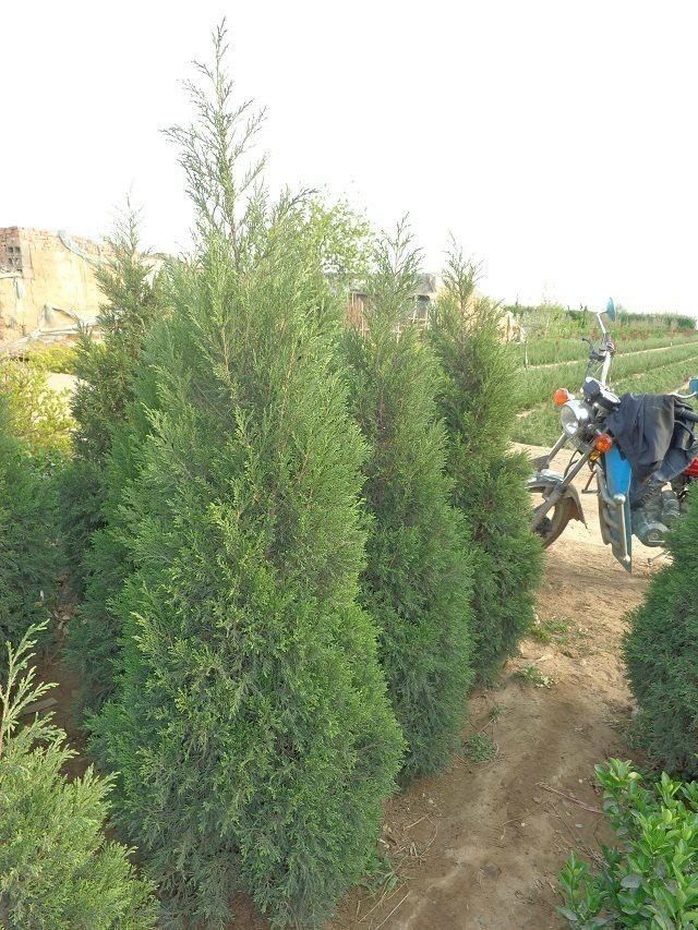 专业种植蜀桧|哪里有提供价位合理的蜀桧