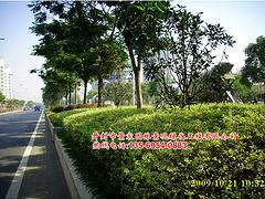 安陽假山盆景制作：優質假山盆景市場價格情況