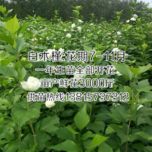 白色雞肉花種苗當(dāng)年開花白色木槿花苗低價(jià)批發(fā)