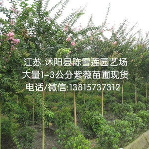 一米五分枝點紫薇工程苗3公分紫薇樹紫薇苗批發