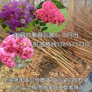 一米五分枝點紫薇工程苗3公分紫薇樹紫薇苗批發