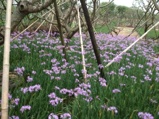 中山花木場長期供應：蕎子花