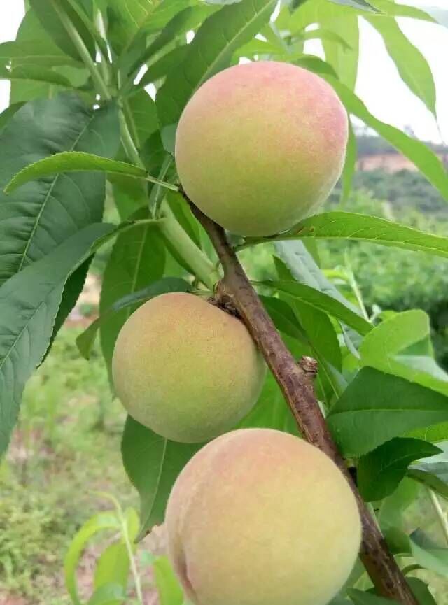 鷹嘴桃產地