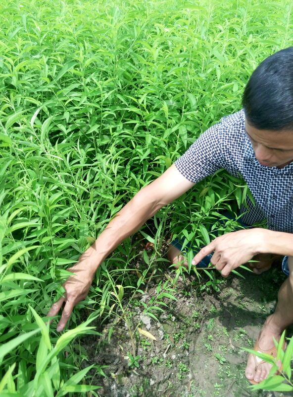 鷹嘴桃苗 河源桃苗基地 桃苗種植