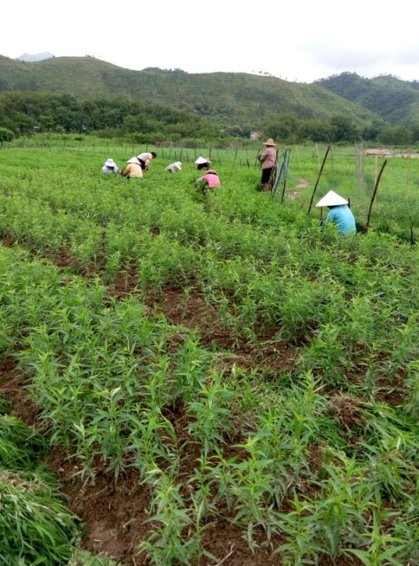 河源桃苗基地 鷹嘴桃苗 種植