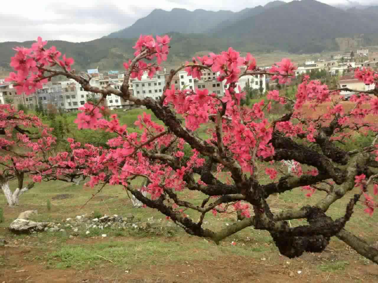 河源桃苗基地 连平桃苗 种植