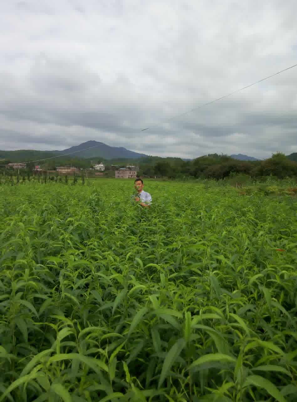 连平桃苗 鹰嘴桃基地 桃树苗