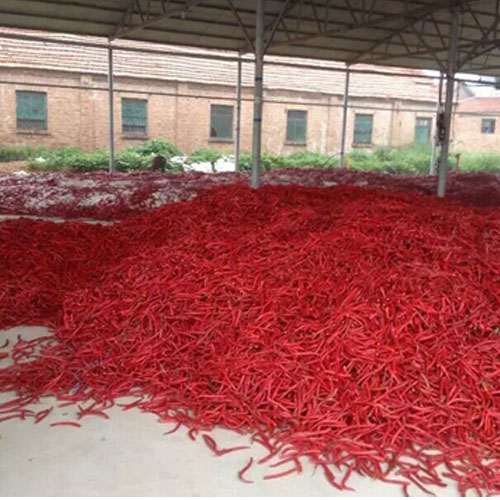 供應新鮮辣椒 青線椒   紅線椒 色澤鮮亮  湘辣七號 湘辣八號  湘辣3號原始圖片2
