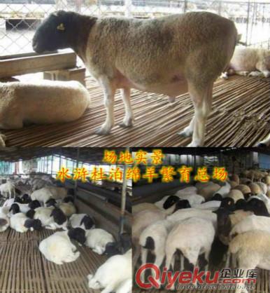 輝南縣哪里有賣白頭杜泊羊的？?jī)r(jià)格便宜嗎？