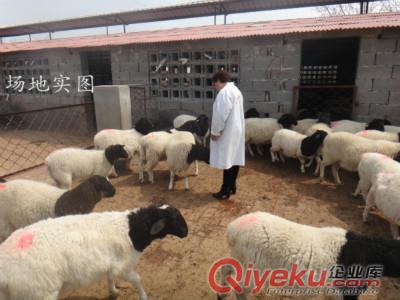 遼源市哪里有賣(mài)白頭杜泊羊的？?jī)r(jià)格便宜嗎？