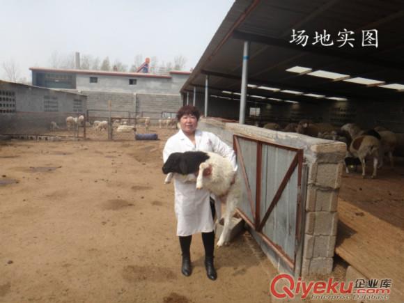 輝南縣哪里有賣白頭杜泊羊的？?jī)r(jià)格便宜嗎？原始圖片2