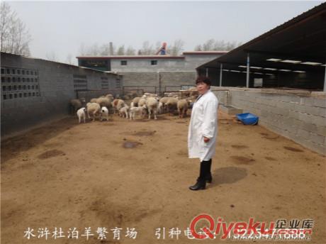 輝南縣哪里有賣白頭杜泊羊的？?jī)r(jià)格便宜嗎？原始圖片3