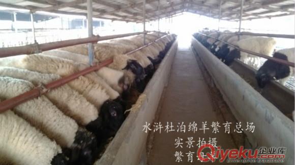 遼源市哪里有賣白頭杜泊羊的？價格便宜嗎？
