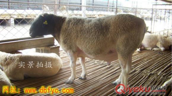 靖宇縣哪里有賣白頭杜泊羊的？價格便宜嗎？原始圖片3