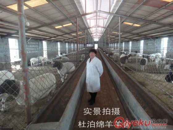 沈陽地區(qū)哪里有賣白頭杜泊羊的？價格便宜嗎？