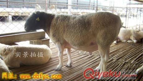 內蒙古養50只杜泊羊大約需要多少錢，{zd0}杜泊羊養殖場