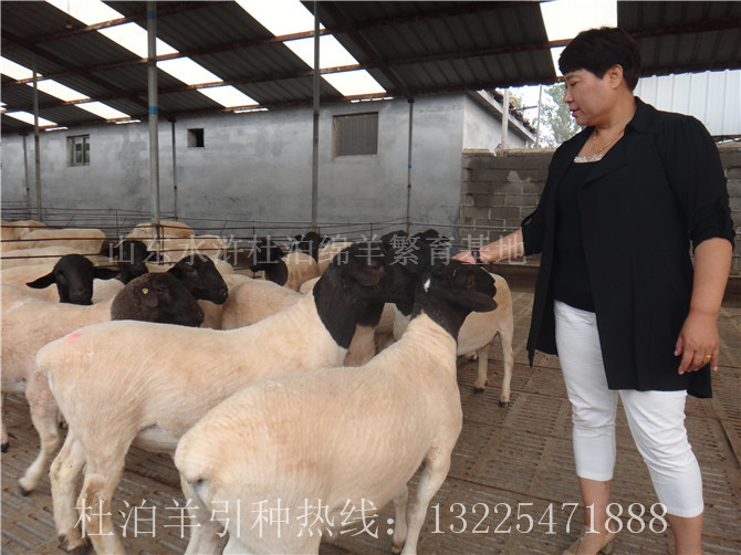 養殖杜泊羊科學飼喂方法，