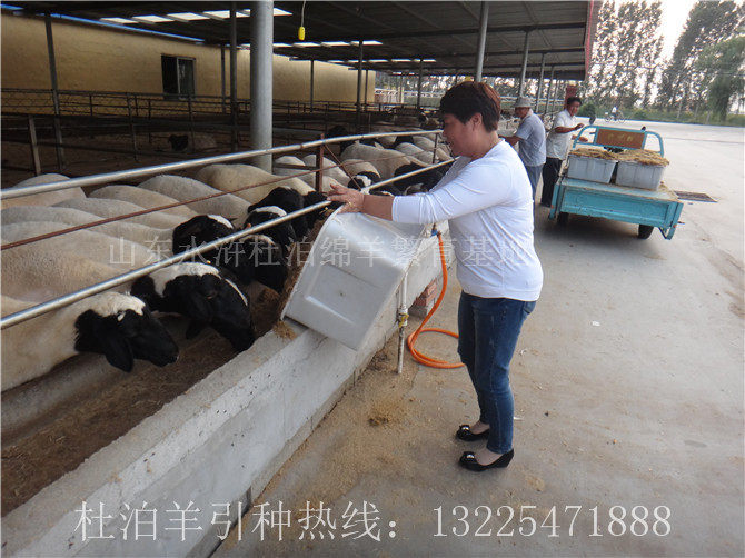 甘肅養殖杜泊羊科學飼喂方法，養殖杜泊綿羊的成本