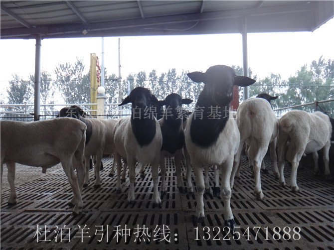 甘肅養殖杜泊羊科學飼喂方法，養殖杜泊綿羊的成本