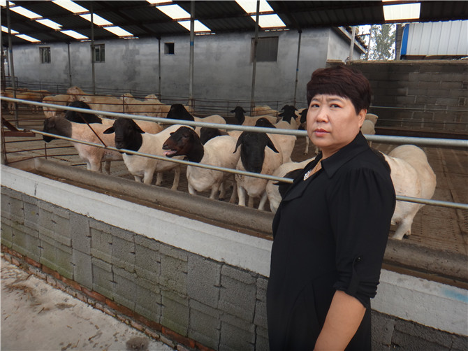 哈密地區黑頭杜泊綿羊價格原始圖片2