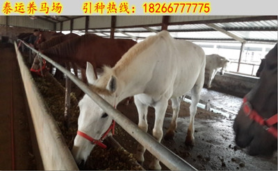 馬的飼養(yǎng)技術(shù)有哪些，成都哪里賣馬