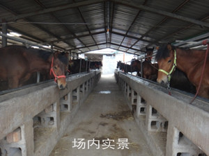 馬的飼養(yǎng)技術(shù)有哪些，成都哪里賣馬