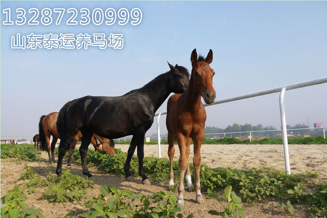 三河馬、伊犁馬、純血馬馬匹育肥的飼養(yǎng)方法，東北養(yǎng)馬基地