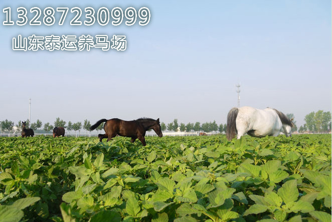 泰運養馬場的飼料種類以及保管方式