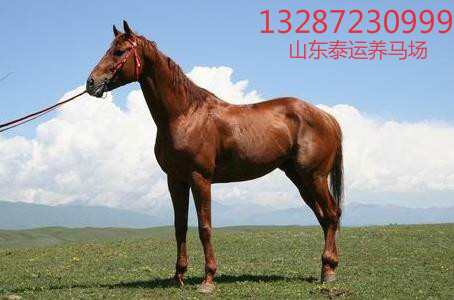 中國哪里有賣馬的地方？