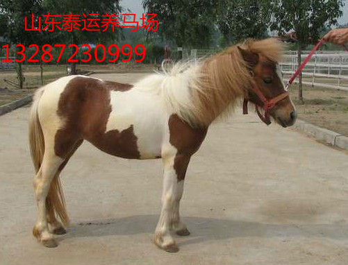中國哪里有賣馬的地方？