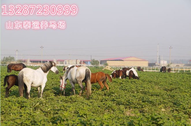 馬匹育肥的飼養方法，東北養馬基地