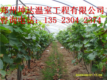 廊坊蔬菜大棚建設報價土坑溫室建造方案原始圖片2