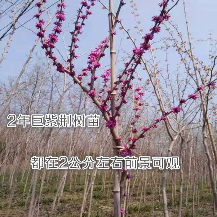 珍稀乡土树种一公分巨紫荆树苗前景广阔占地苗树苗