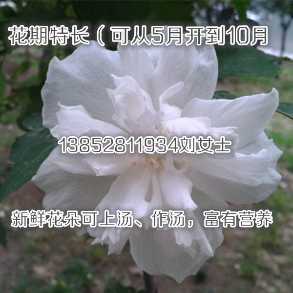 一公分純瓣紫花木槿樹(shù)苗開(kāi)花季節(jié)如牡丹一樣