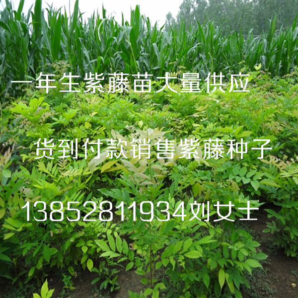 1-1.5米高紫藤樹苗信息一年生紫藤小苗50厘米高價格