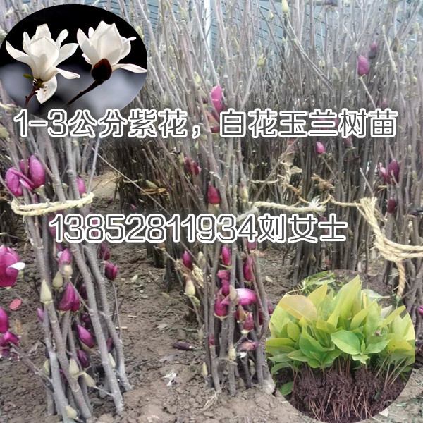 紫花嫁接玉蘭樹苗一公分黃花玉蘭小苗價(jià)格貨到付款銷售