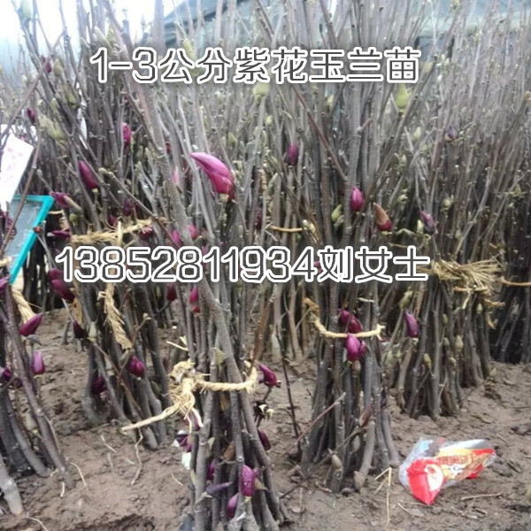 紫花嫁接玉蘭樹苗一公分黃花玉蘭小苗價格貨到付款銷售