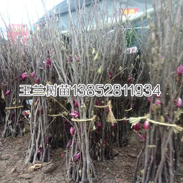 紫花嫁接玉蘭樹苗一公分黃花玉蘭小苗價格貨到付款銷售
