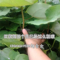 一公分巨紫荊樹苗全國(guó)貨到付款銷售